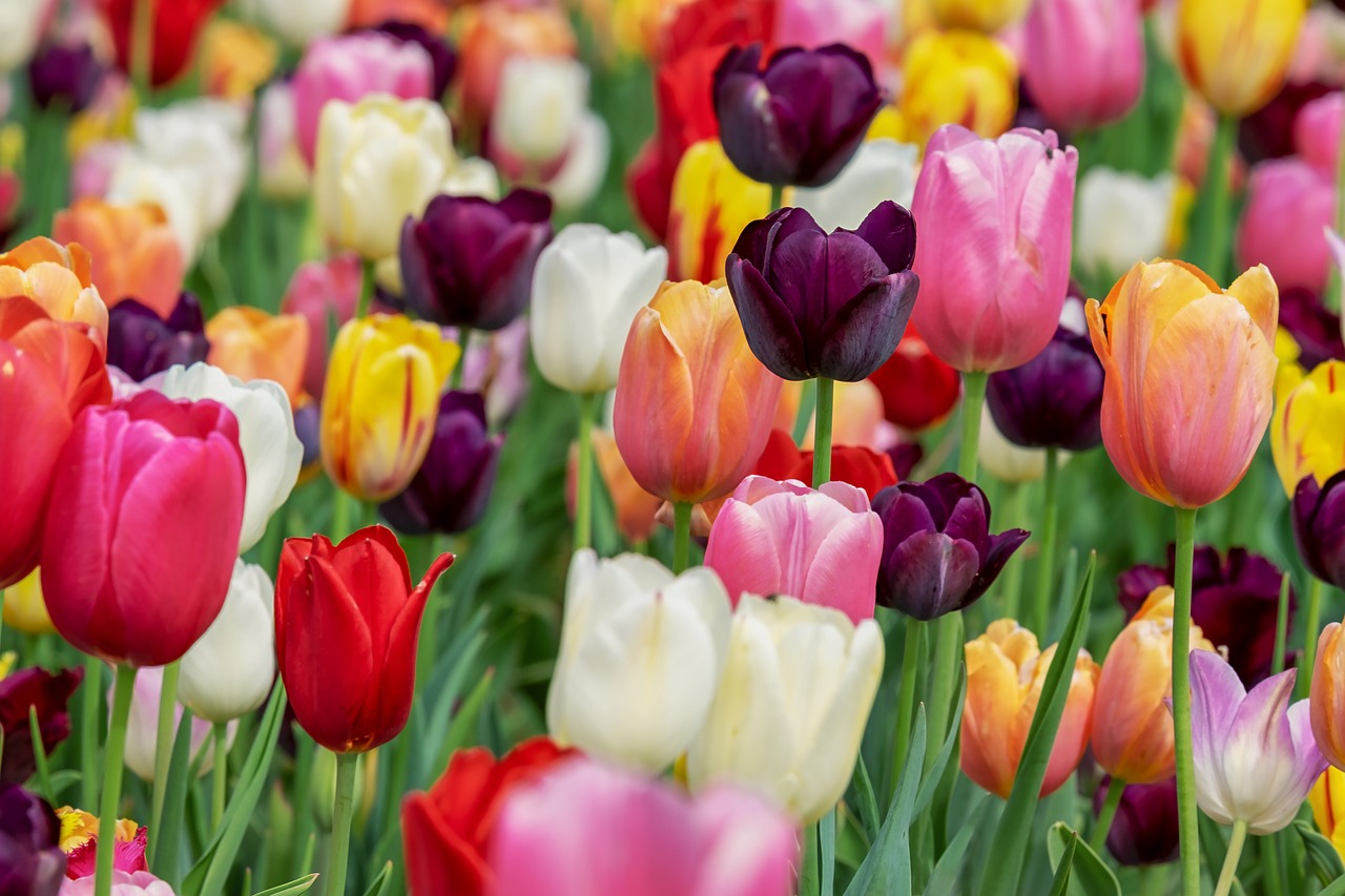 Symbolika koloru tulipanów